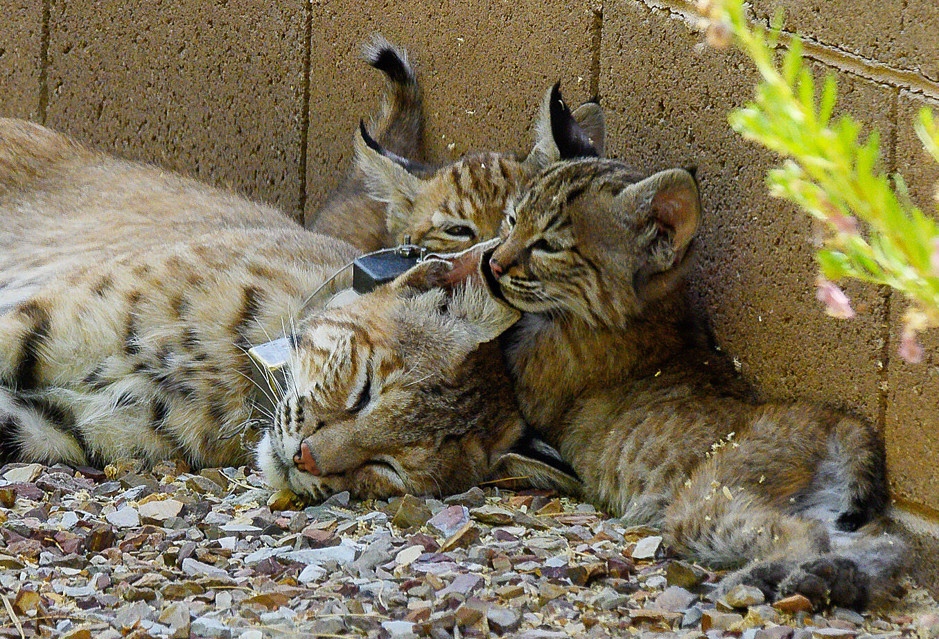Bobcats, Tucson, 2022